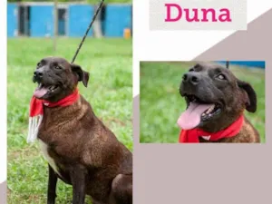 Cachorro raça SRD idade 3 anos nome DUNA