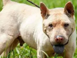 Cachorro raça SHAR PEI + PITBULL + BULLTERRIER idade 5 anos nome SULTÃO