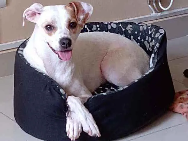 Cachorro raça SRD idade 1 ano nome Lua