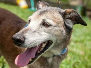 Cachorro raça SRD idade 4 anos nome MIKE
