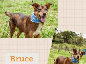 Cachorro raça SRD idade 3 anos nome BRUCE