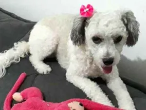 Cachorro raça  idade 3 anos nome Cristal 