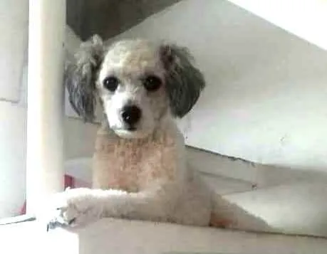Cachorro raça  idade 3 anos nome Cristal 