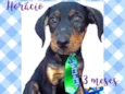 Cachorro raça Srd idade 2 a 6 meses nome Horácio 