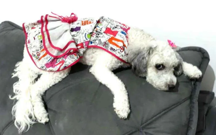 Cachorro raça  idade 3 anos nome Cristal 