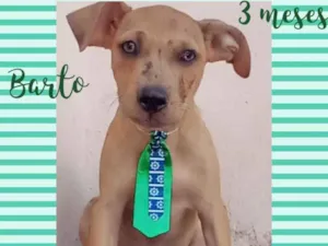 Cachorro raça Srd idade 2 a 6 meses nome Barto