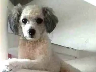 Cachorro raça  idade 3 anos nome Cristal 