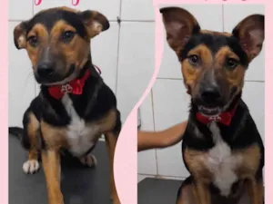Cachorro raça Srd idade 7 a 11 meses nome July