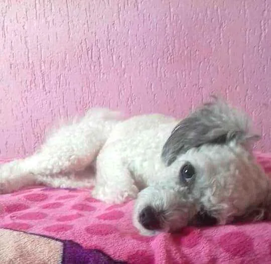 Cachorro raça  idade 3 anos nome Cristal 