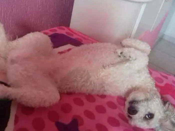 Cachorro raça  idade 3 anos nome Cristal 