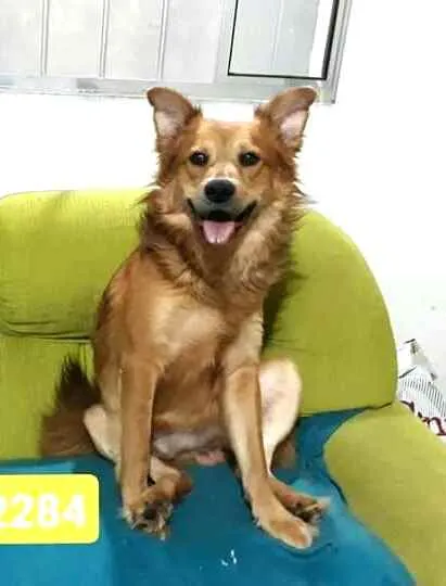 Cachorro raça  idade 3 anos nome Spaik 