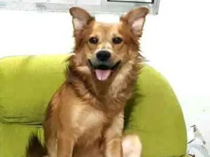 Cachorro raça  idade 3 anos nome Spaik 