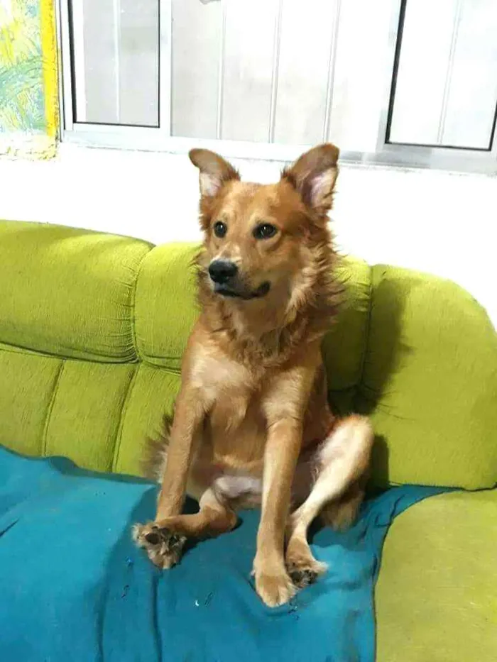 Cachorro raça  idade 3 anos nome Spaik 