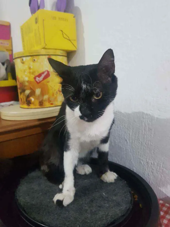 Gato raça Gato idade 2 anos nome Miguel 