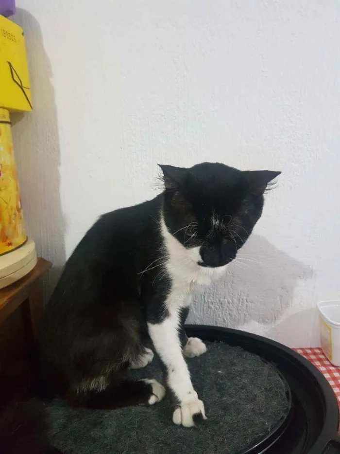 Gato raça Gato idade 2 anos nome Miguel 