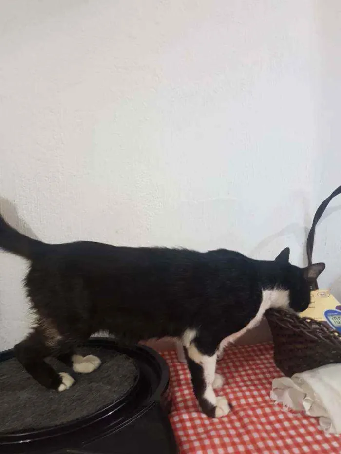 Gato raça Gato idade 2 anos nome Miguel 