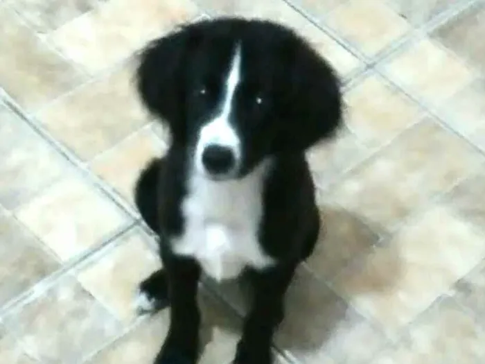 Cachorro raça  idade 2 a 6 meses nome Luke (filhote)