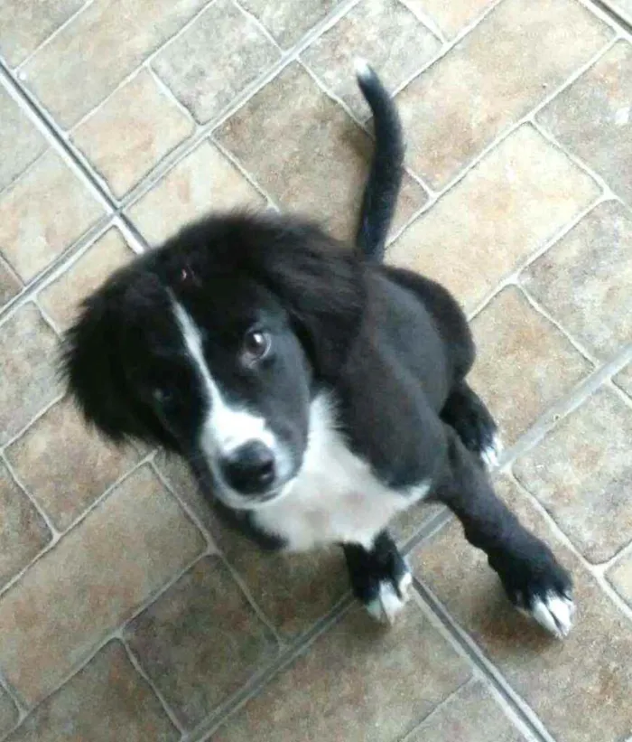 Cachorro raça  idade 2 a 6 meses nome Luke (filhote)