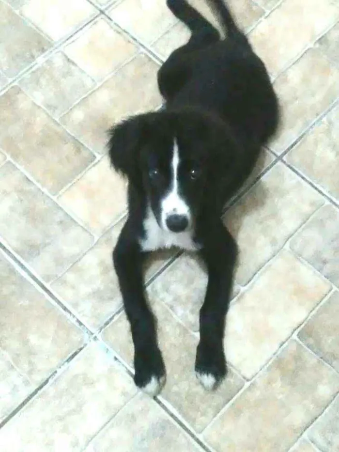 Cachorro raça  idade 2 a 6 meses nome Luke (filhote)