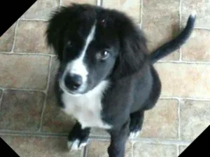 Cachorro raça  idade 2 a 6 meses nome Luke (filhote)