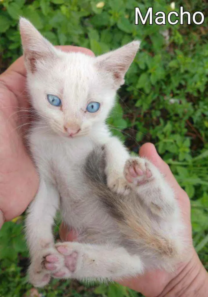 Gato ra a SSEM RAÇA DEFINIDA.  idade Abaixo de 2 meses nome SEM NOME.