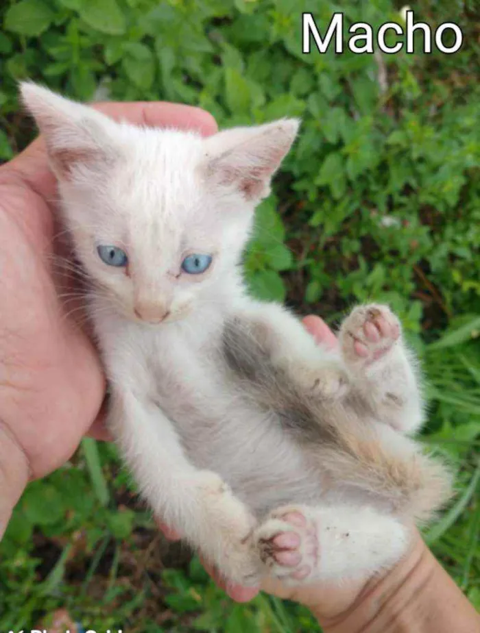 Gato ra a SSEM RAÇA DEFINIDA.  idade Abaixo de 2 meses nome SEM NOME.