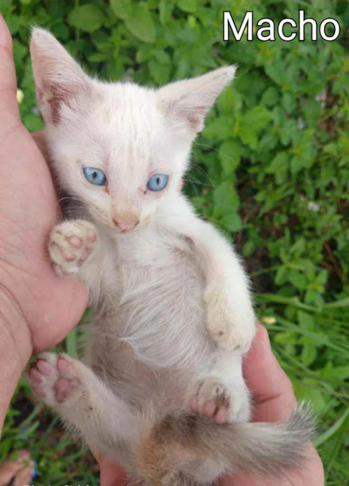 Gato ra a SSEM RAÇA DEFINIDA.  idade Abaixo de 2 meses nome SEM NOME.