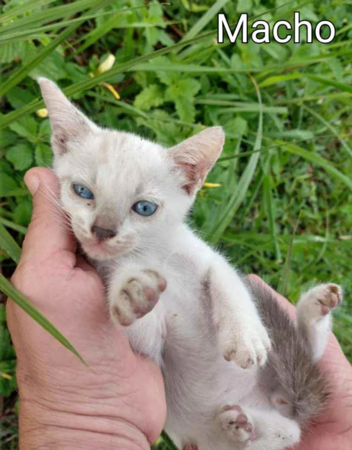 Gato ra a SSEM RAÇA DEFINIDA.  idade Abaixo de 2 meses nome SEM NOME.