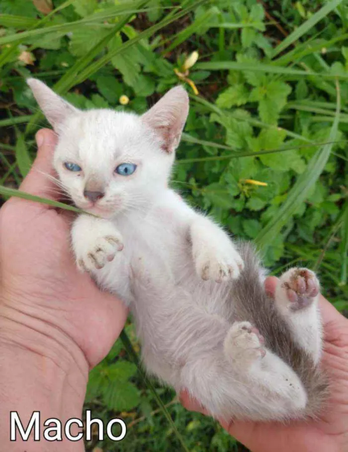 Gato ra a SSEM RAÇA DEFINIDA.  idade Abaixo de 2 meses nome SEM NOME.