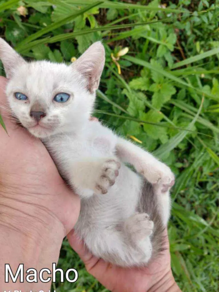 Gato ra a SSEM RAÇA DEFINIDA.  idade Abaixo de 2 meses nome SEM NOME.