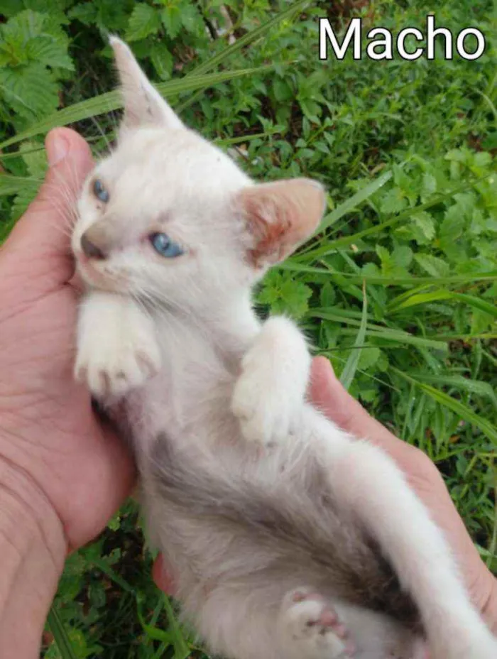 Gato ra a SSEM RAÇA DEFINIDA.  idade Abaixo de 2 meses nome SEM NOME.
