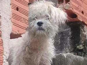Cachorro raça Vira -lata idade 2 a 6 meses nome Meliodas