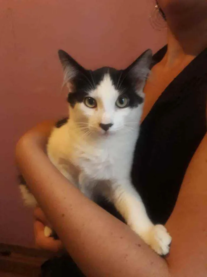 Gato ra a  idade 2 a 6 meses nome Frajola