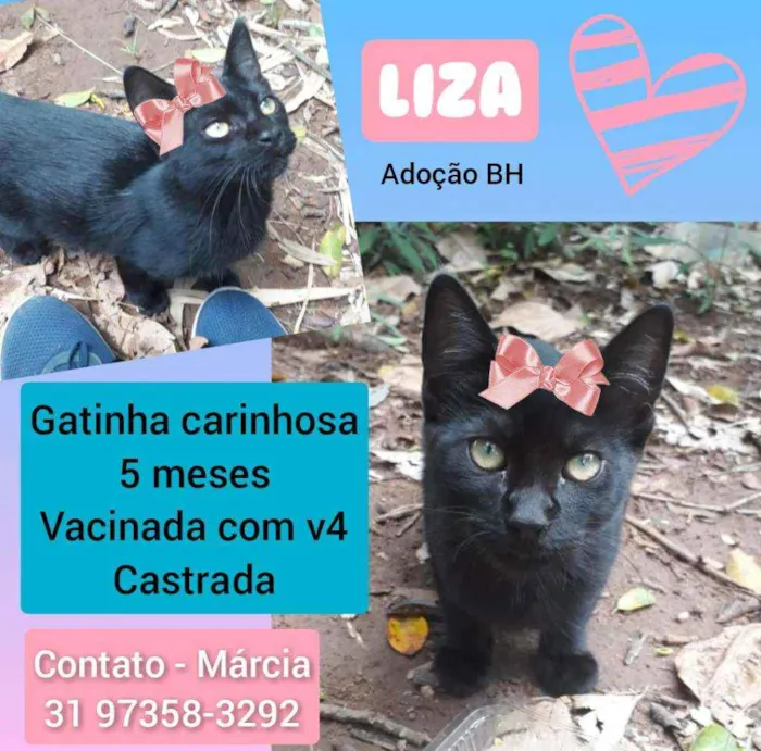Gato raça Srd idade 2 a 6 meses nome Liza
