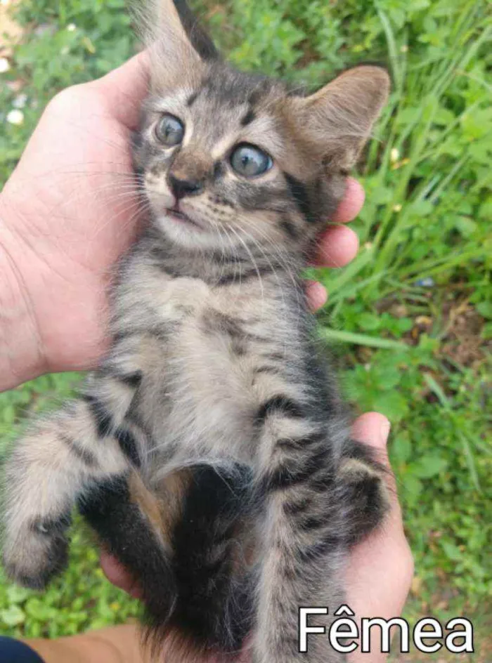 Gato ra a SEM RAÇA DEFINIDA.  idade Abaixo de 2 meses nome SEM NOME.