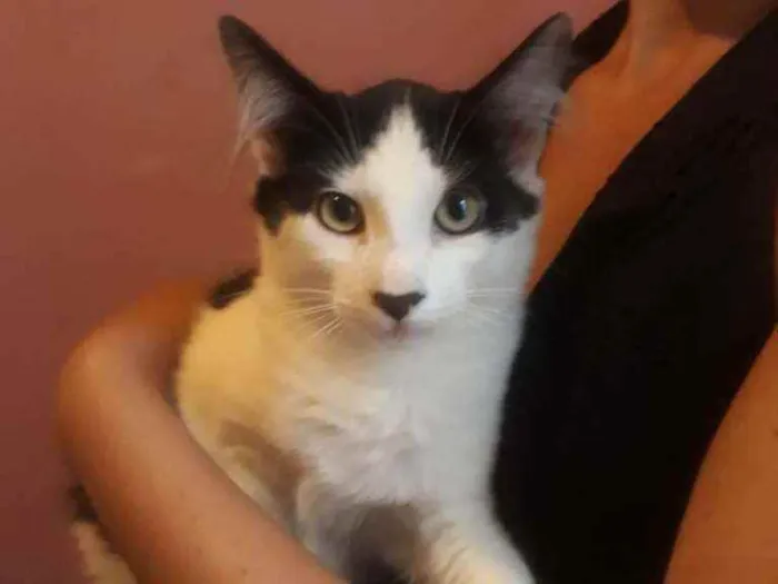 Gato ra a  idade 2 a 6 meses nome Frajola