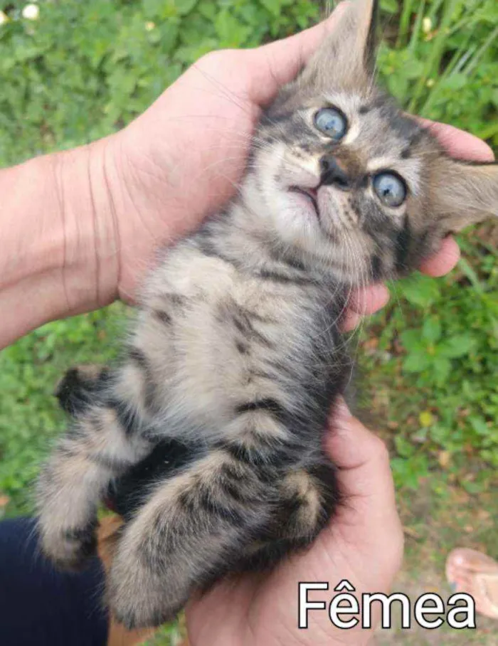 Gato ra a SEM RAÇA DEFINIDA.  idade Abaixo de 2 meses nome SEM NOME.