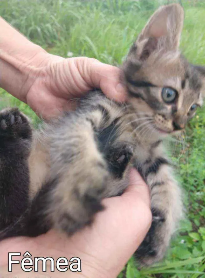 Gato ra a SEM RAÇA DEFINIDA.  idade Abaixo de 2 meses nome SEM NOME.