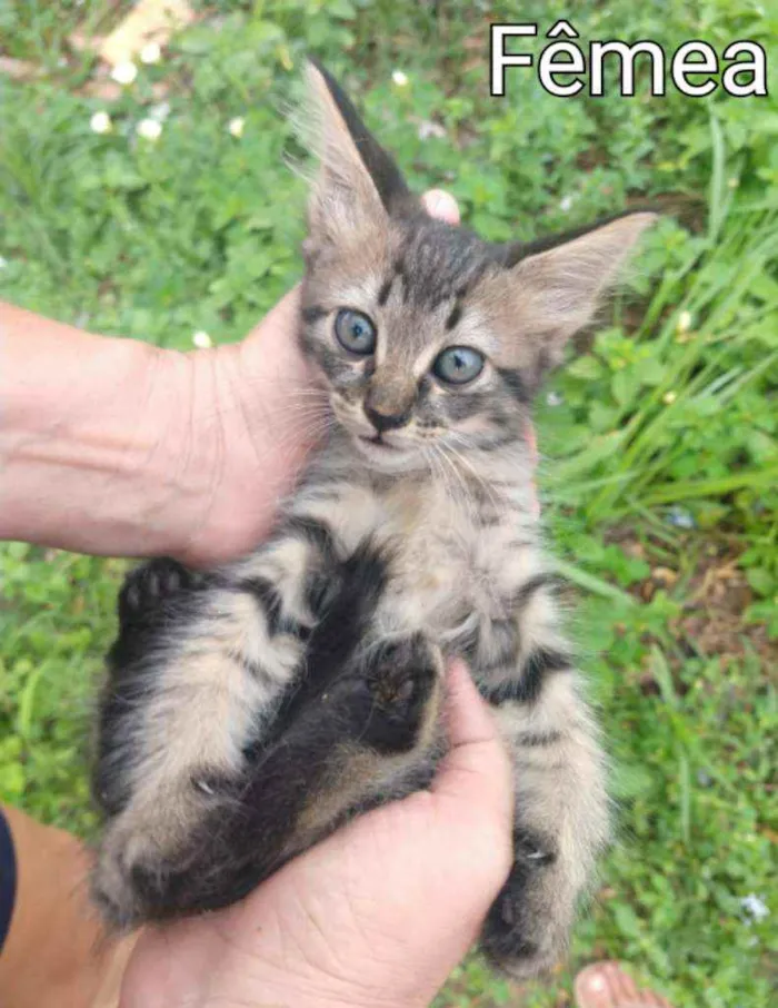 Gato ra a SEM RAÇA DEFINIDA.  idade Abaixo de 2 meses nome SEM NOME.