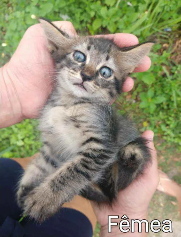 Gato ra a SEM RAÇA DEFINIDA.  idade Abaixo de 2 meses nome SEM NOME.