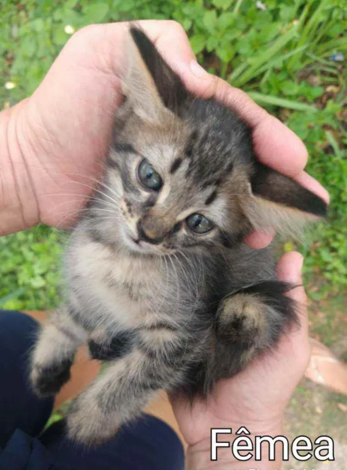 Gato ra a SEM RAÇA DEFINIDA.  idade Abaixo de 2 meses nome SEM NOME.