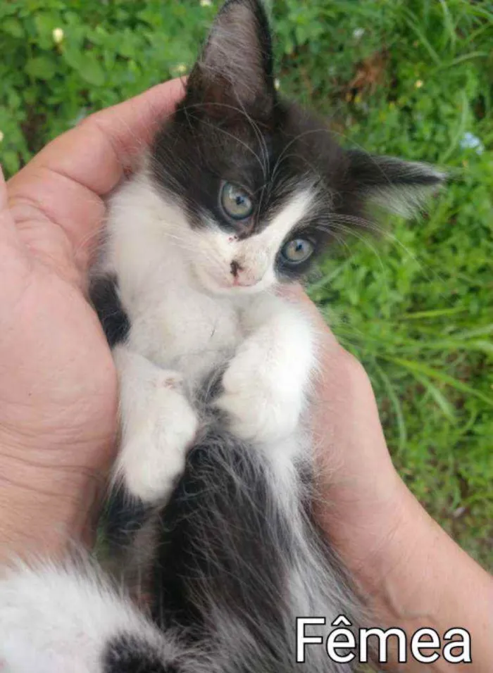 Gato ra a TRETA COM BRANCO.  idade Abaixo de 2 meses nome SEM NOME.