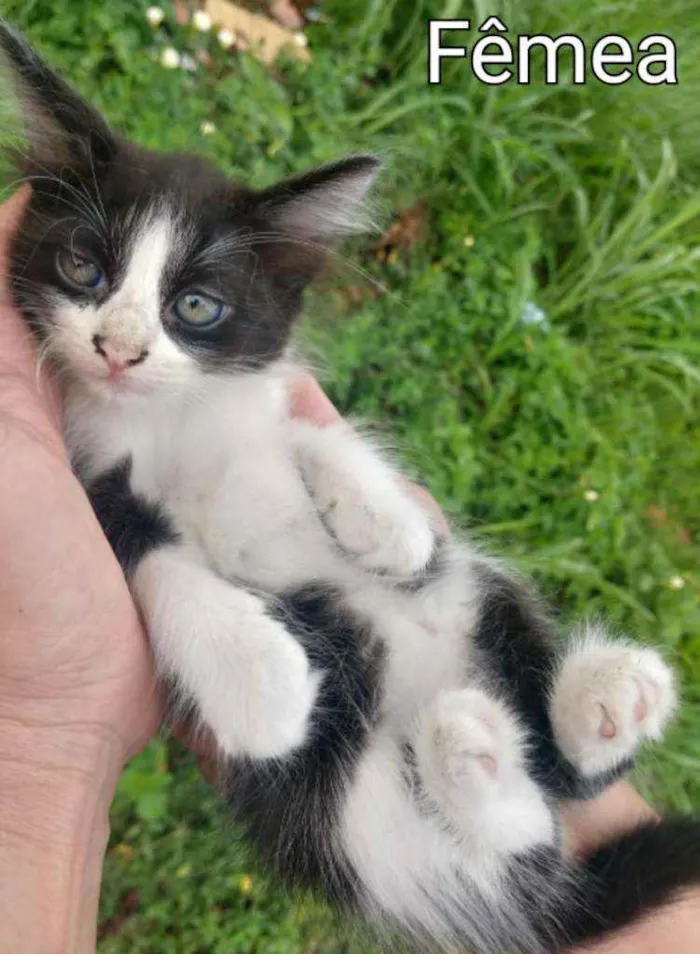 Gato ra a TRETA COM BRANCO.  idade Abaixo de 2 meses nome SEM NOME.