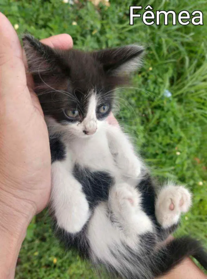 Gato ra a TRETA COM BRANCO.  idade Abaixo de 2 meses nome SEM NOME.