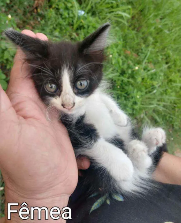 Gato ra a TRETA COM BRANCO.  idade Abaixo de 2 meses nome SEM NOME.