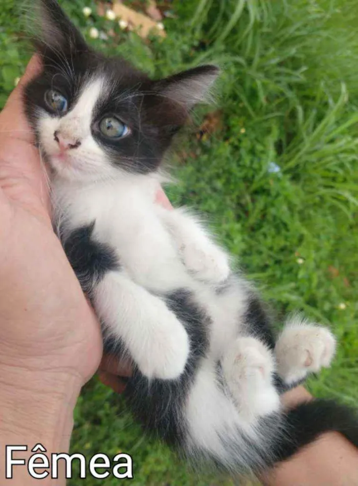 Gato ra a TRETA COM BRANCO.  idade Abaixo de 2 meses nome SEM NOME.