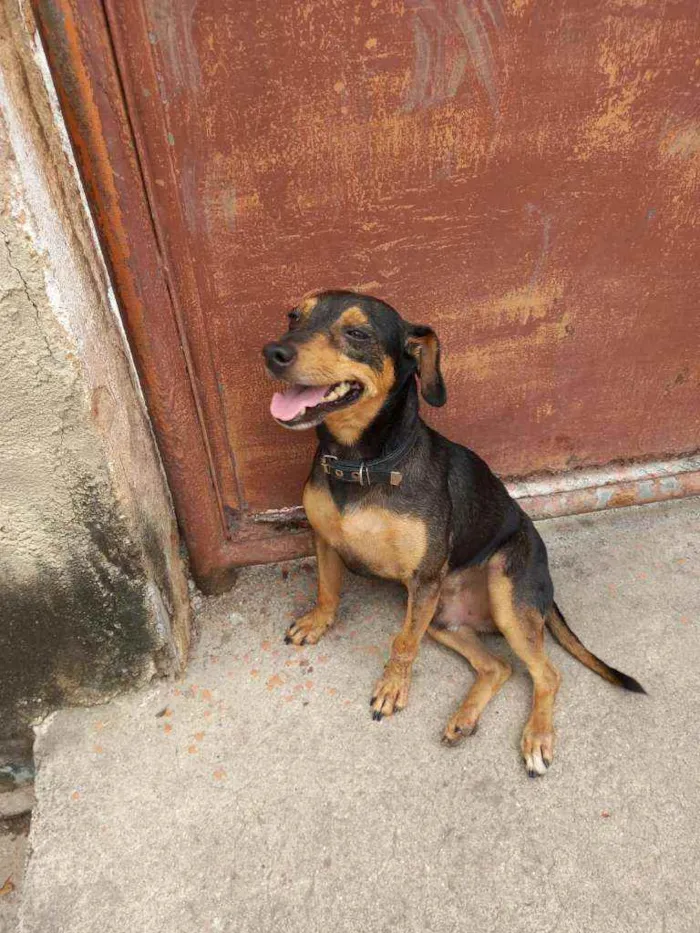 Cachorro ra a Sem raça  idade 2 anos nome Thor