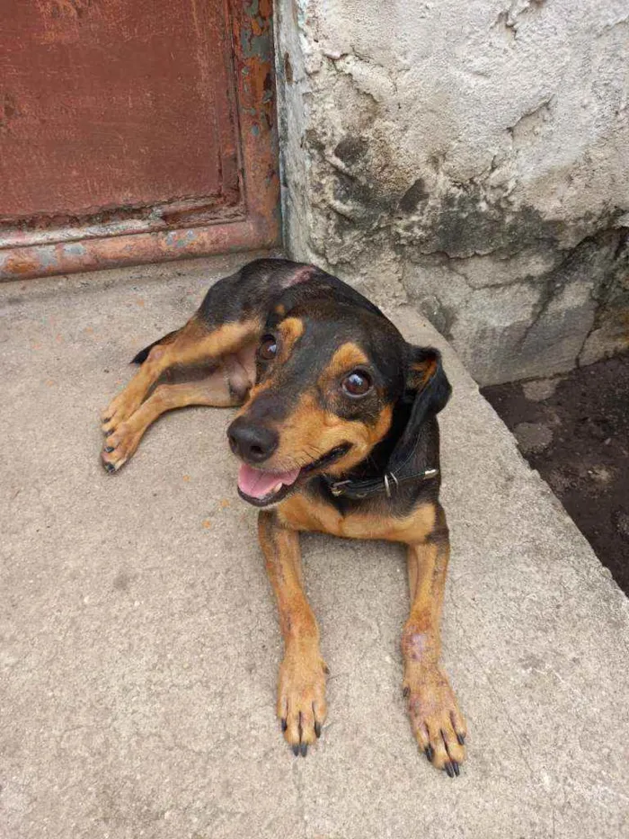 Cachorro ra a Sem raça  idade 2 anos nome Thor