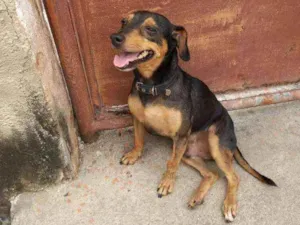 Cachorro raça Sem raça  idade 2 anos nome Thor