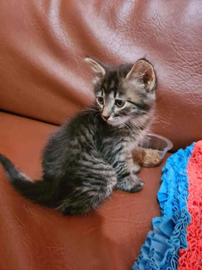 Gato ra a Angora idade Abaixo de 2 meses nome Mark